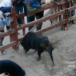 O arranque do touro - Feira de Maio 2010