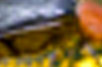 Imagem ampliada por software a 400%