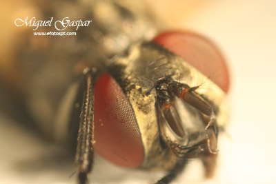 Macro - Mosca - teste 1