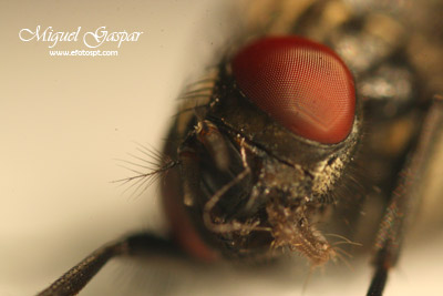 Macro - Mosca - teste 2