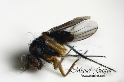 Focus Stack - Imagem final