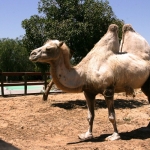 Que grande camelo!