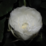 Flor Branca da Noite