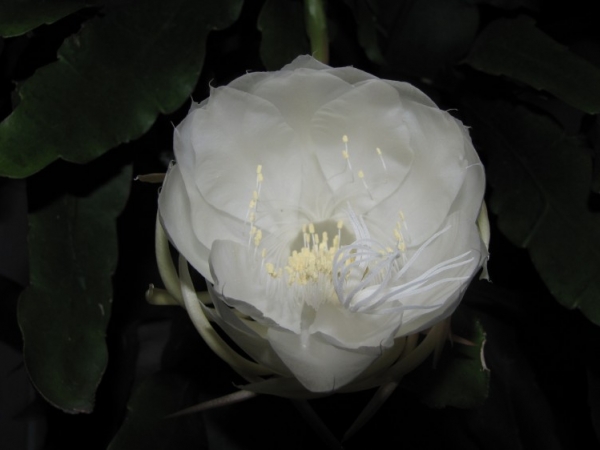 Flor Branca da Noite