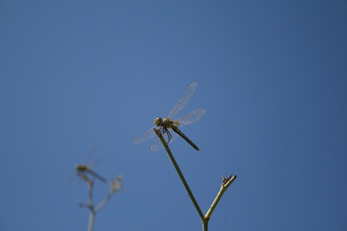 Libelinha - Canon FD 50mm