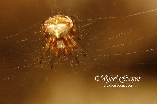 Tubo para macro - Aranha pequena Tubo para macro - Aranha pequena