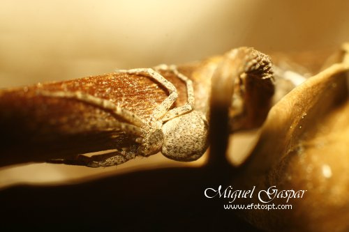 Tubo para macro - Aranha tronco Tubo para macro - Aranha tronco