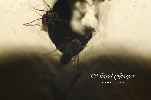 Tubo para macro - Formigas Tubo para macro - Formigas