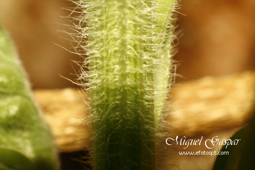 Tubo para macro - Pé de flor Tubo para macro - Pé de flor